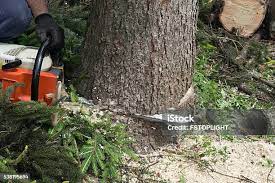 Professional Tree Care in Homewood, SC