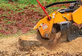 Best Tree Health Inspection  in Homewood, SC