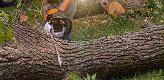 Best Hazardous Tree Removal  in Homewood, SC