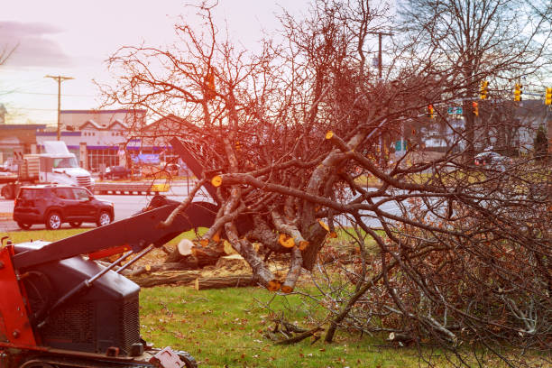 Tree and Shrub Care in Homewood, SC