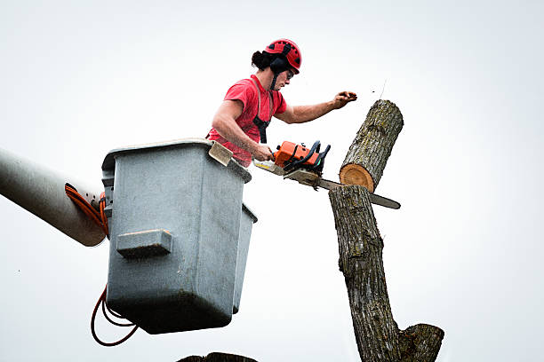 Best Tree Maintenance Programs  in Homewood, SC