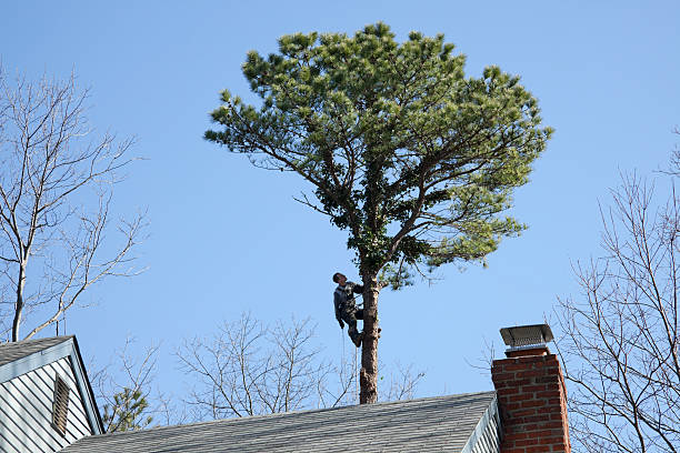 Best Tree Risk Assessment  in Homewood, SC